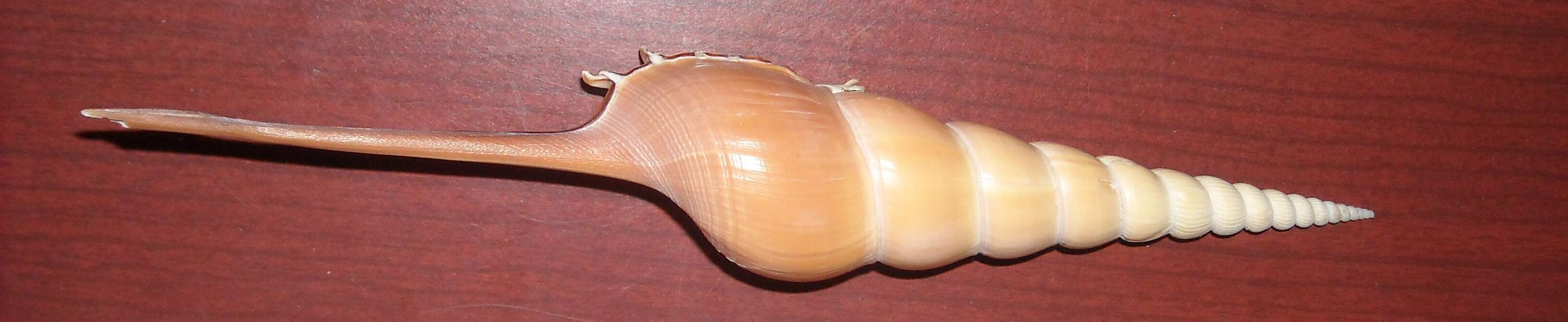 Tibia fusus (Linnaeus 1758) resmi