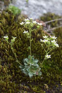 Image of Saxifraga paniculata subsp. cartilaginea (Willd.) D. A. Webb