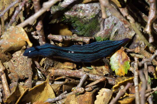 Image of Newzealandia Ogren & Kawakatsu 1991