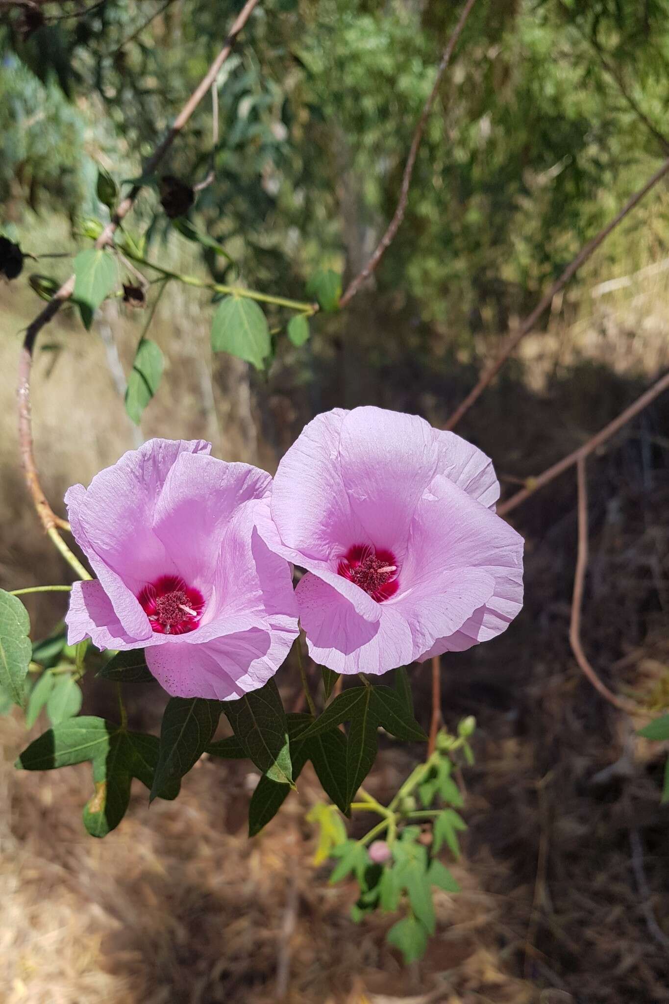 Image of Gossypium robinsonii F. Müll.