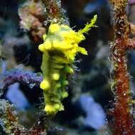 Image of robust sea cucumber