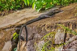 Image of Varanus salvator andamanensis Deraniyagala 1944