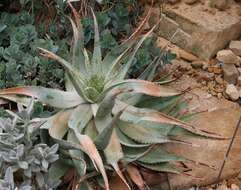 Image of Aloe hereroensis Engl.