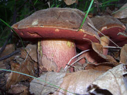 Image of Neoboletus luridiformis (Rostk.) Gelardi, Simonini & Vizzini 2014