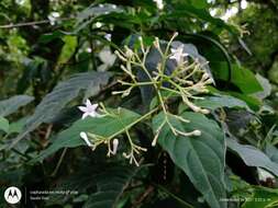 Plancia ëd Palicourea galeottiana M. Martens