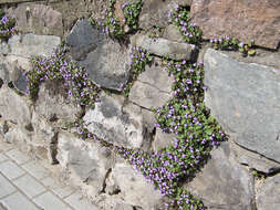 Image of Ivy-leaved Toadflax