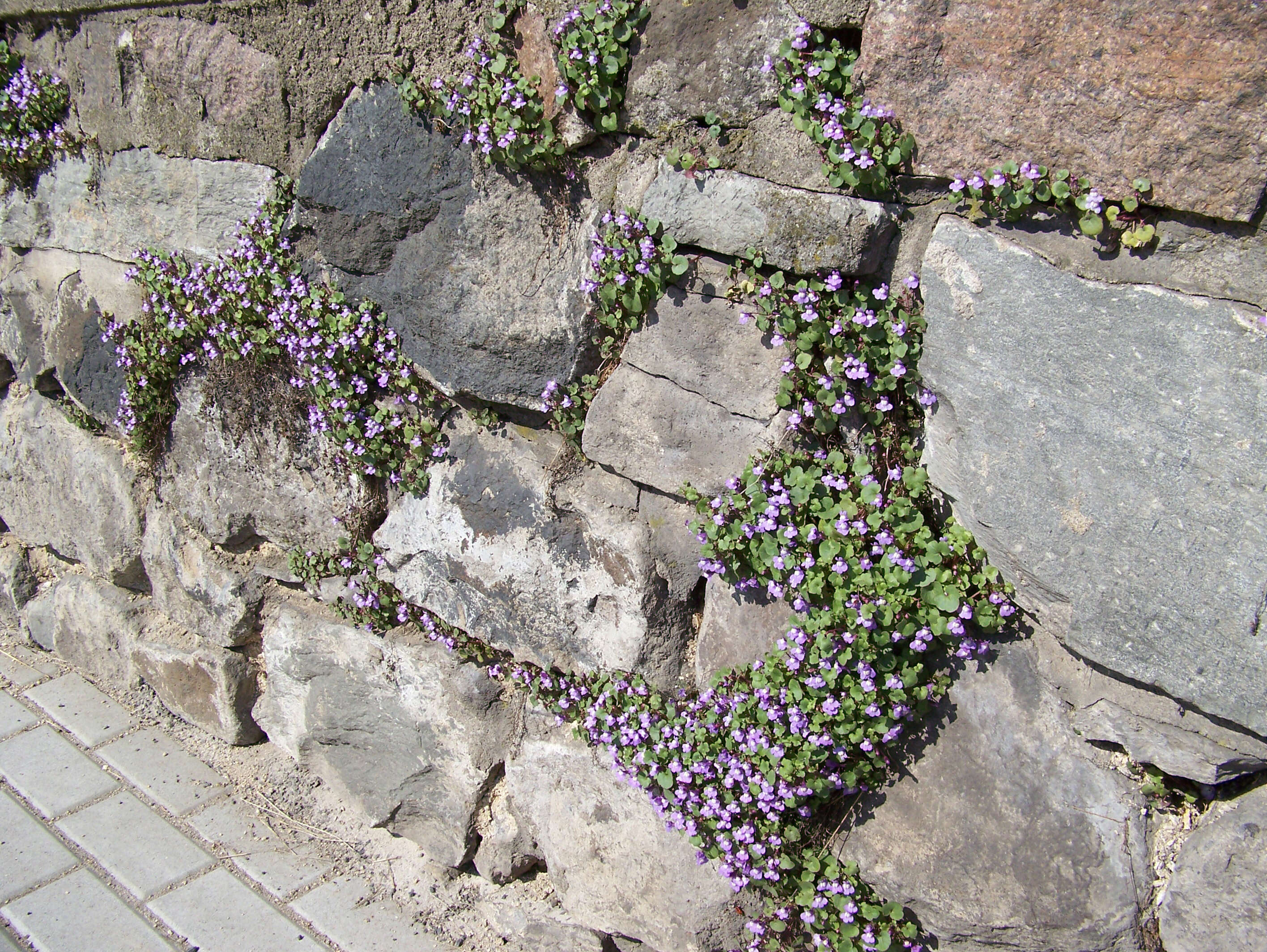 Image of Ivy-leaved Toadflax