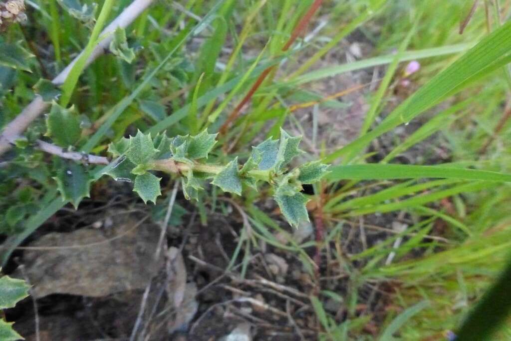 Image of Rincon Ridge ceanothus