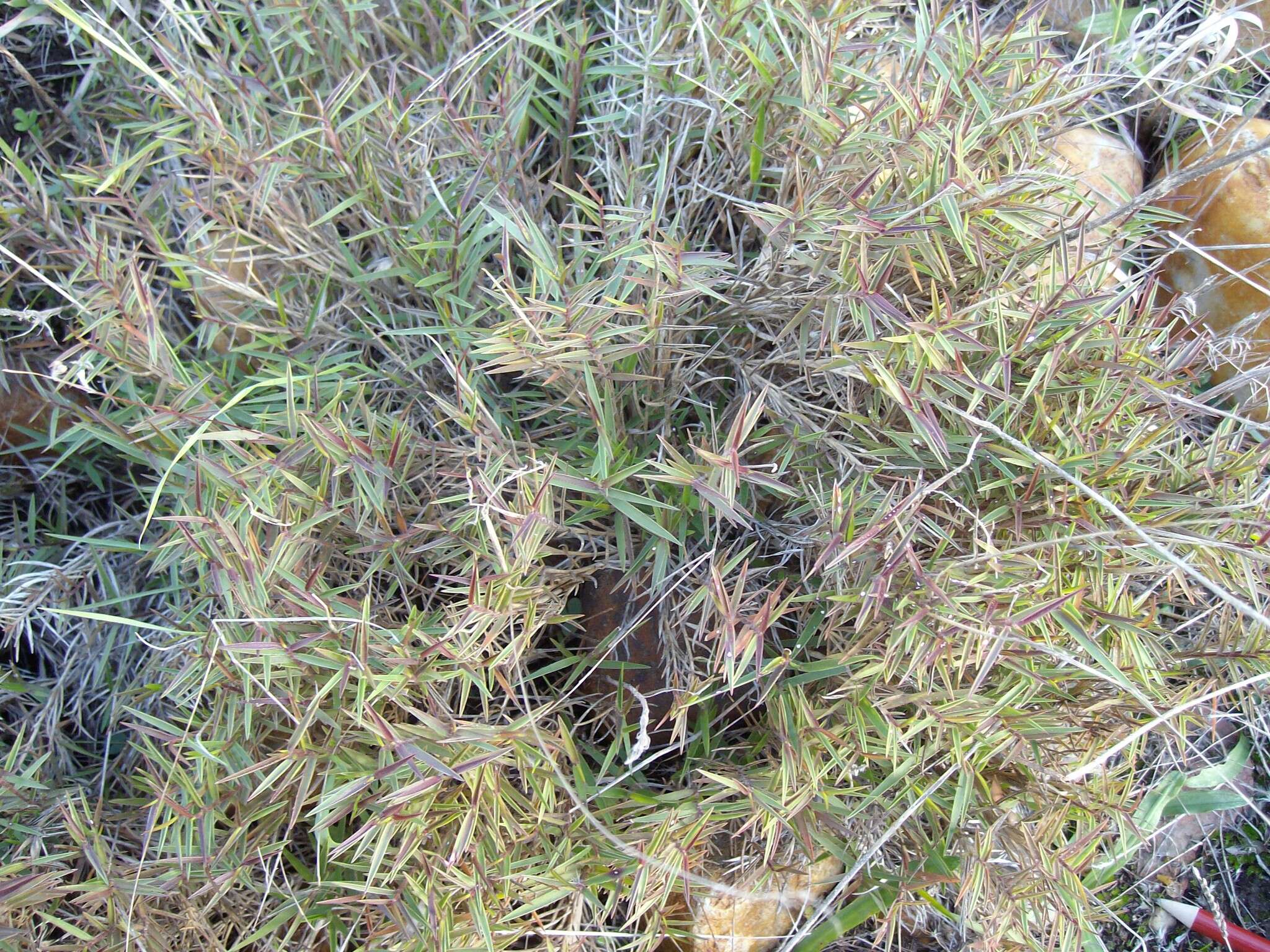 Image of Urochloa serrata