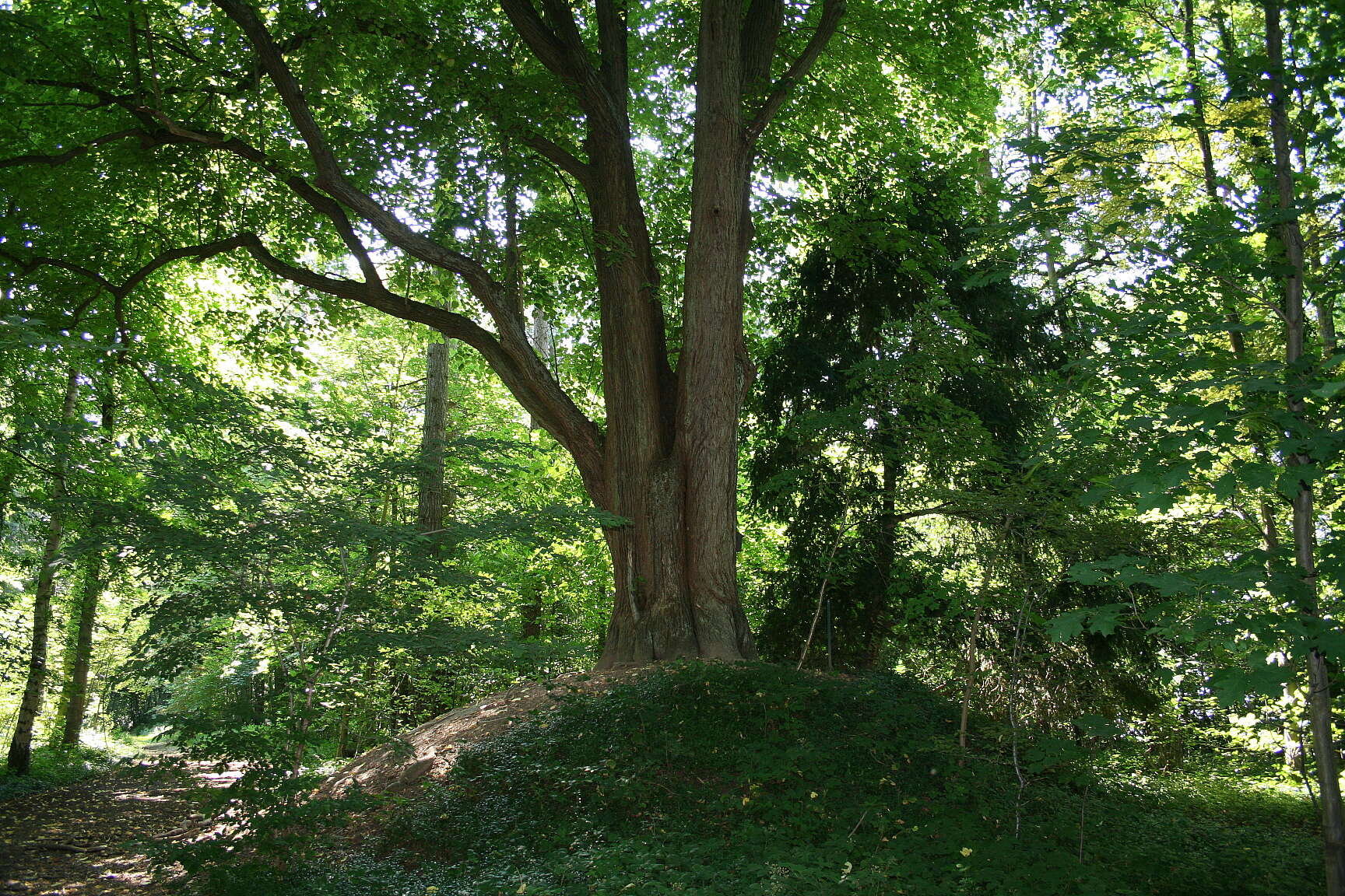 Image of Large-leaved Lime