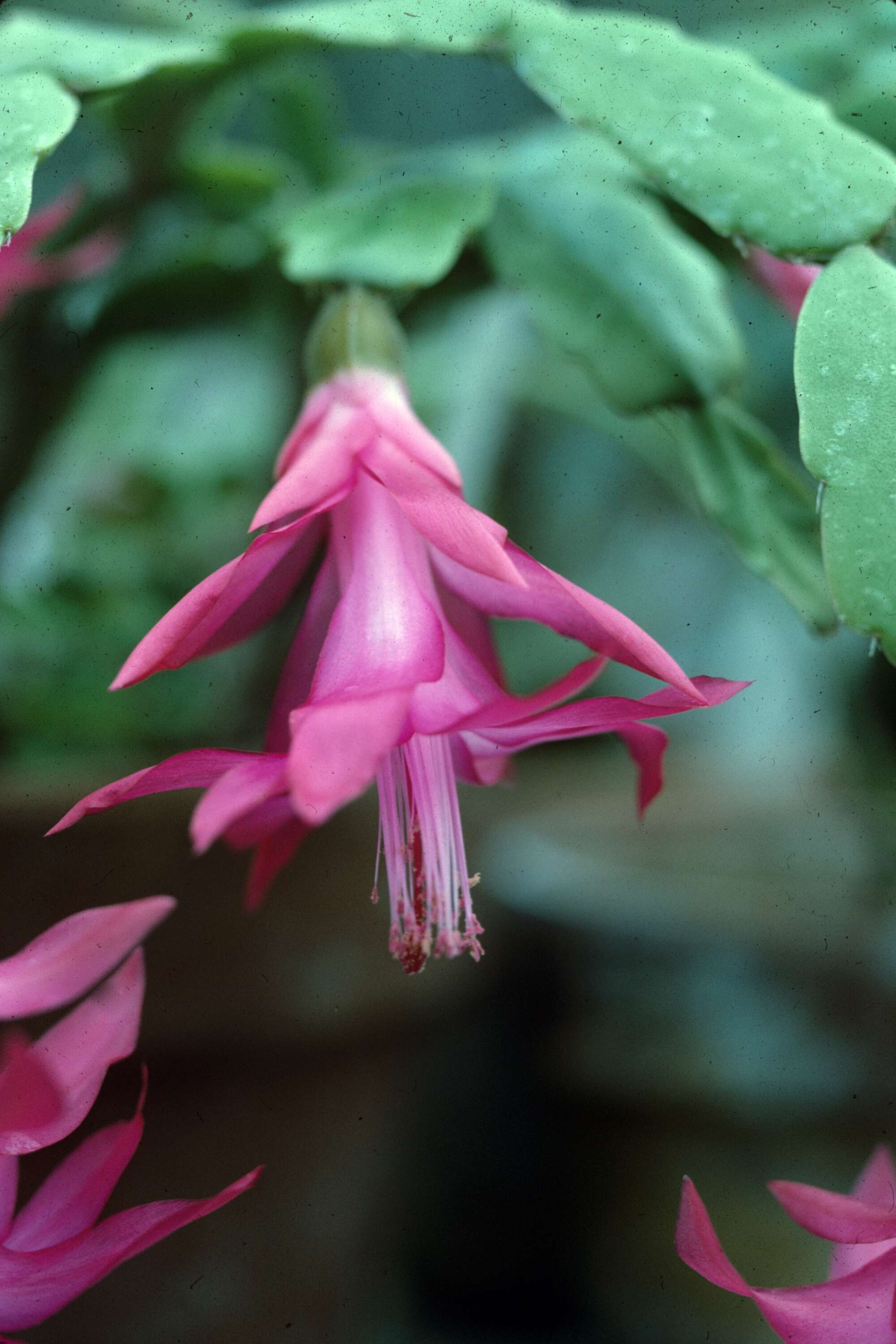 Image of schlumbergera