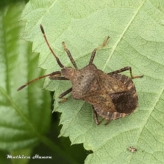 Imagem de Coreus marginatus marginatus (Linnaeus 1758)