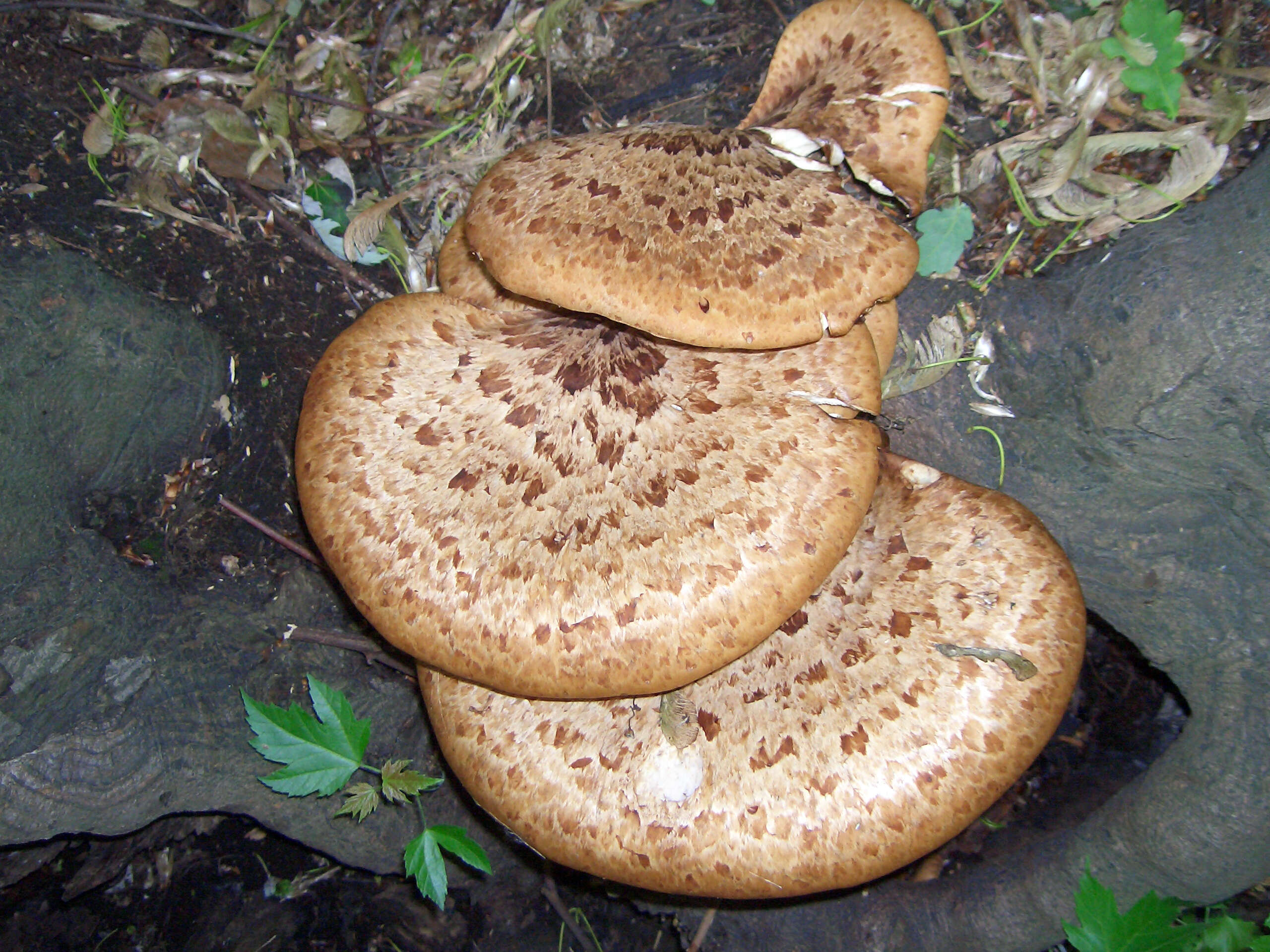 Image of dryad's saddle