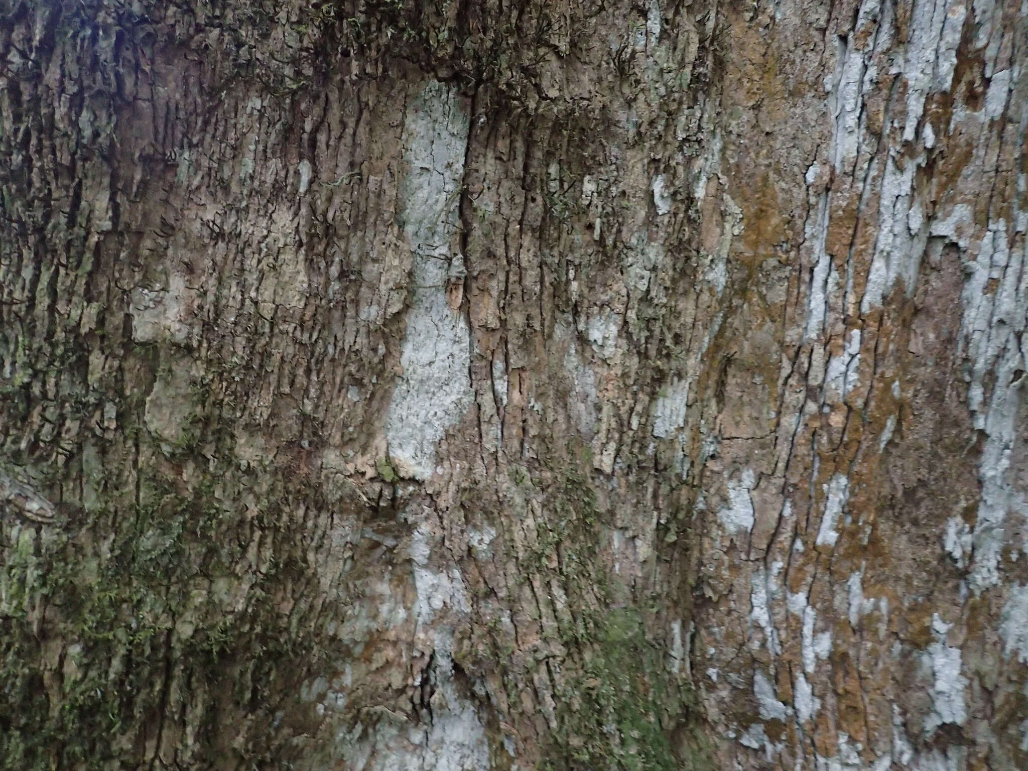 Citronella moorei (F. Muell. ex Benth.) R. A. Howard resmi