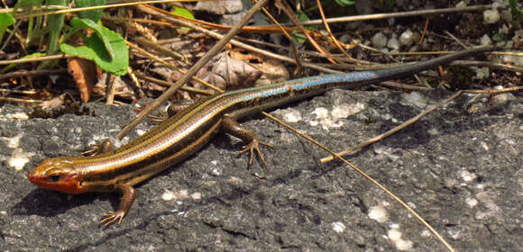 Image de Plestiodon fasciatus (Linnaeus 1758)