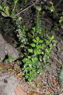 Sivun Teucrium flavum subsp. glaucum (Jord. & Fourr.) Ronniger kuva