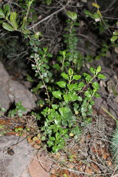 Image of Teucrium flavum subsp. glaucum (Jord. & Fourr.) Ronniger