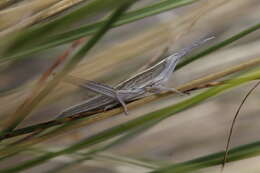 Pseudopomala brachyptera (Scudder & S. H. 1862)的圖片