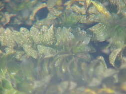 Image of western waterweed