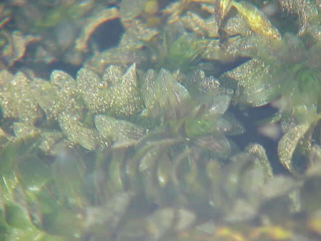 Image of western waterweed