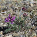 Image of Oxytropis arctica subsp. taimyrensis