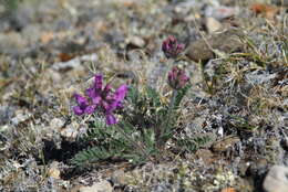 Image of Oxytropis arctica subsp. taimyrensis