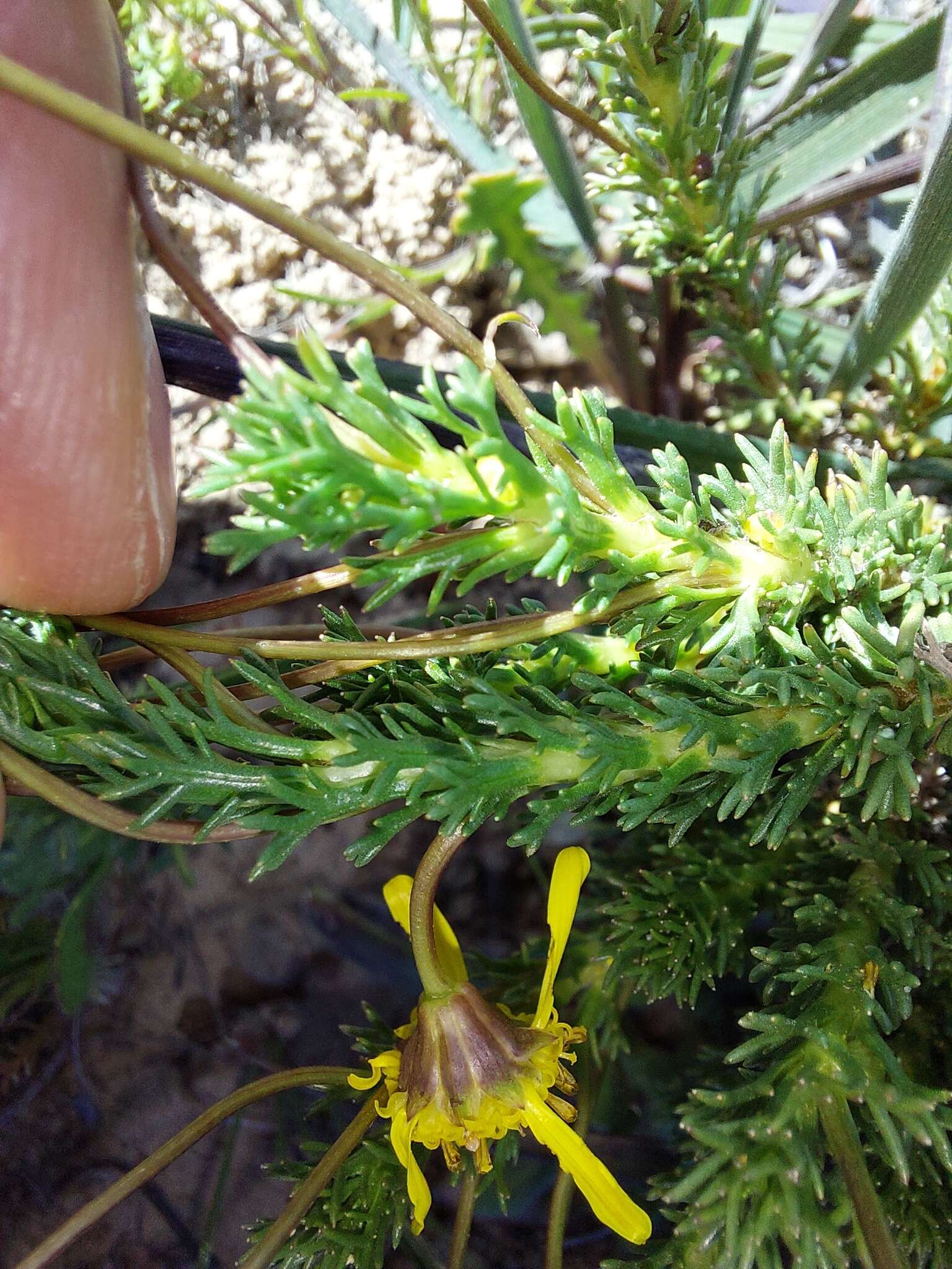 Euryops virgatus B. Nordenst. resmi