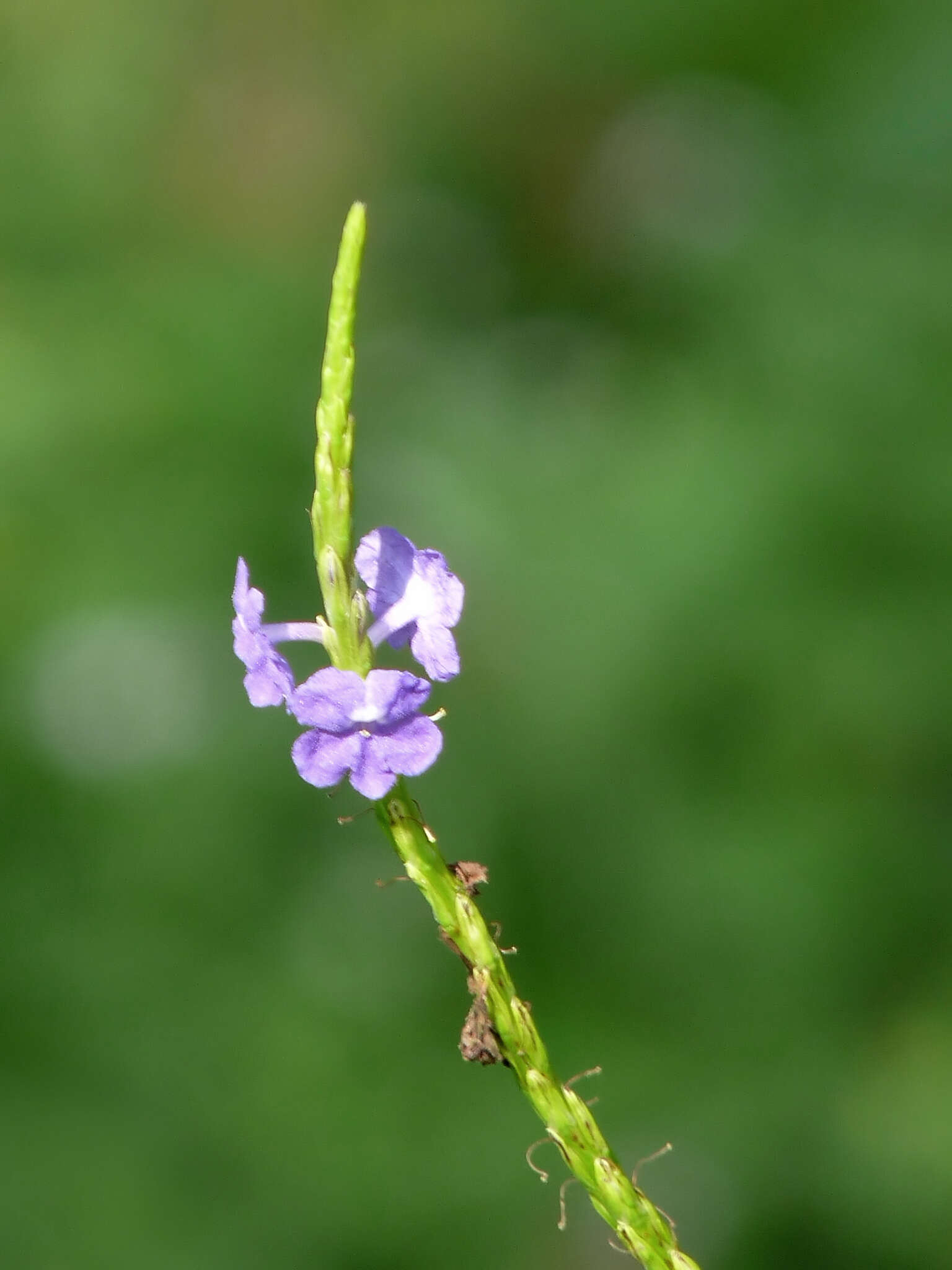 Image of light-blue snakeweed