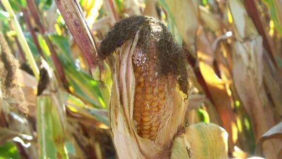 Image of European Corn Borer