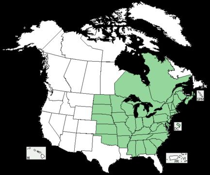 Image of American false pennyroyal