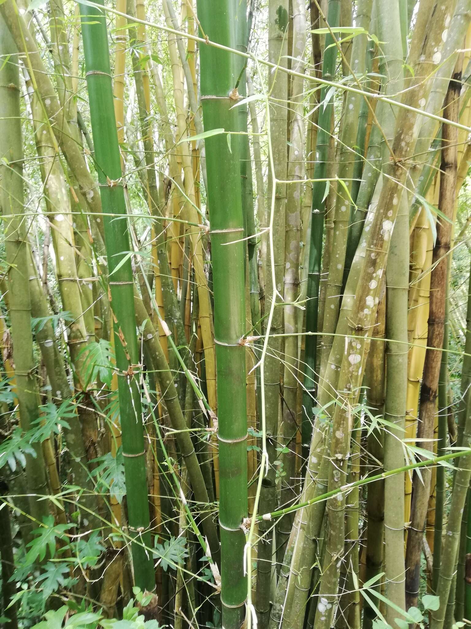Image of Bambusa vulgaris var. vulgaris