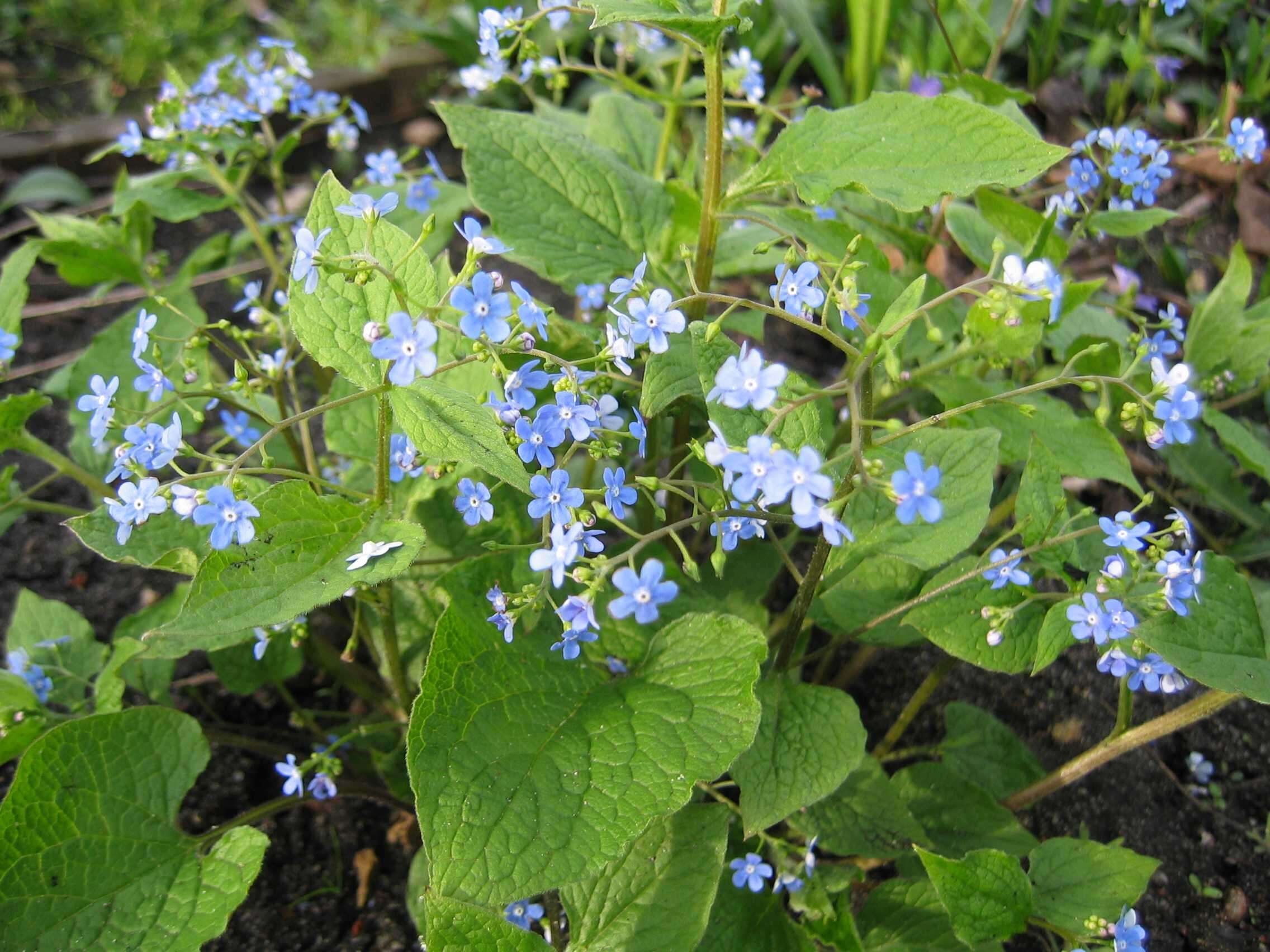 Image of False Forget-Me-Not