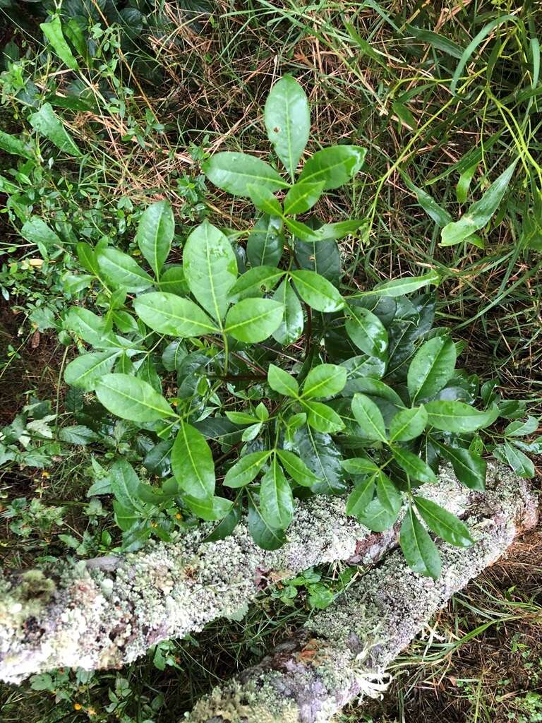 Melicope micrococca (F. Müll.) T. G. Hartley resmi