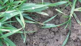 Image of Septoria