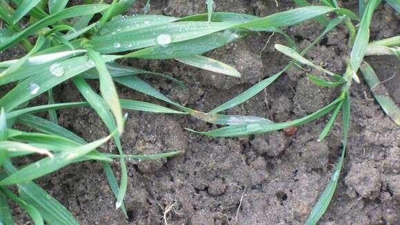 Image of Septoria