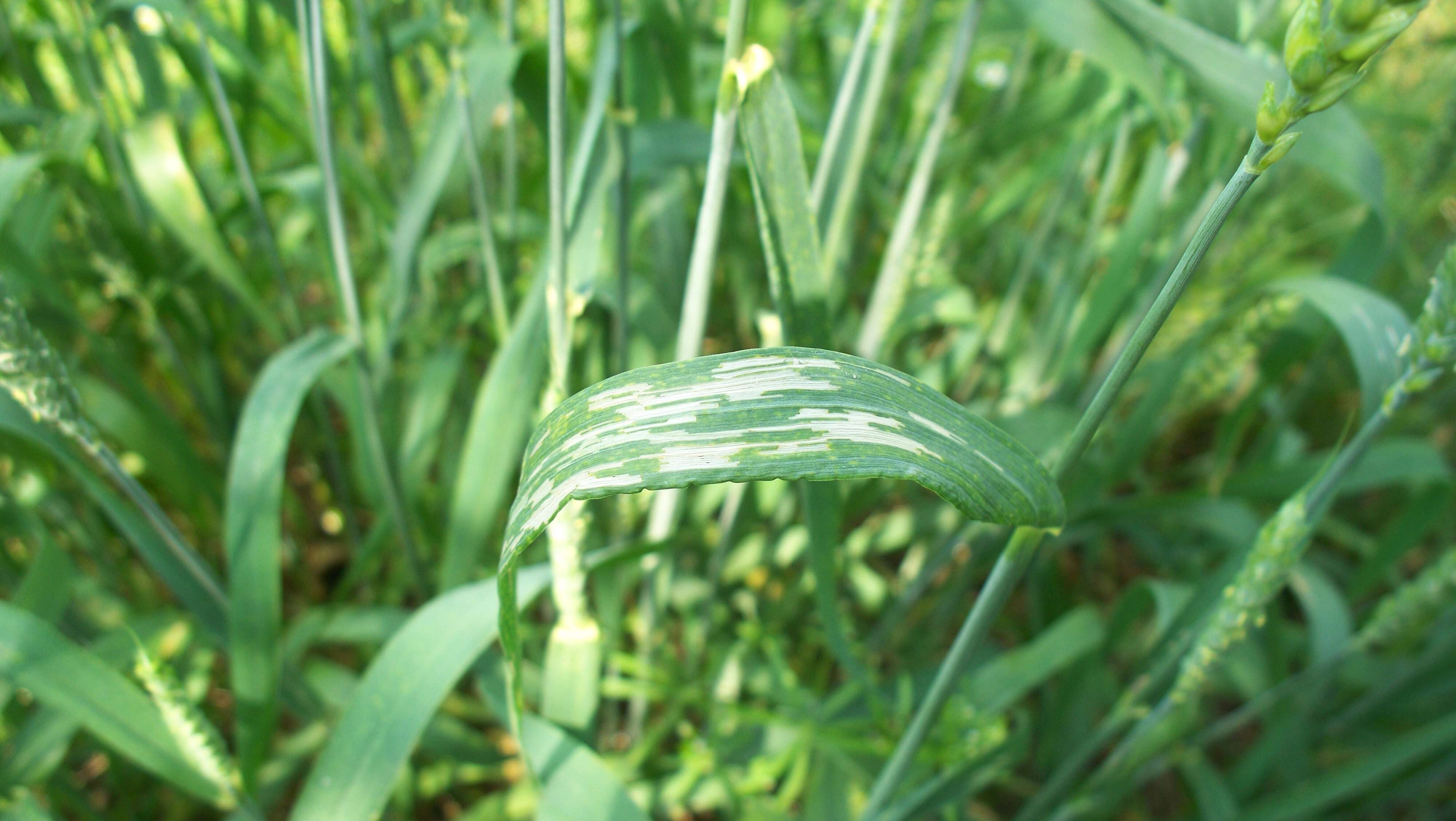 Image of Cereal leaf beetle