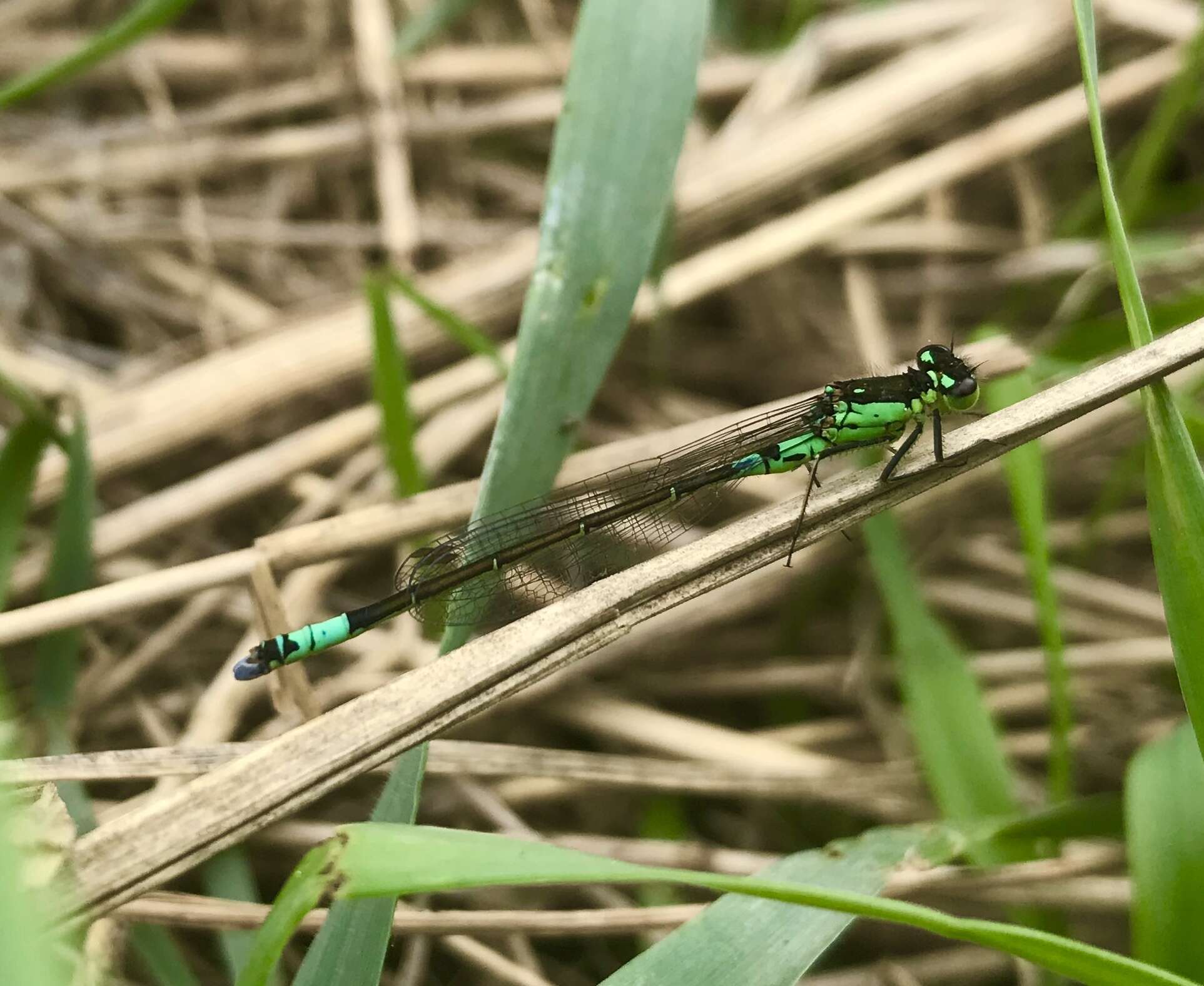 Image of Norfolk Damselfly