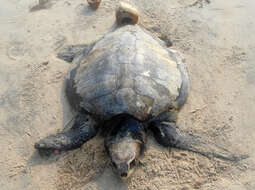 Image of Ridley sea turtles