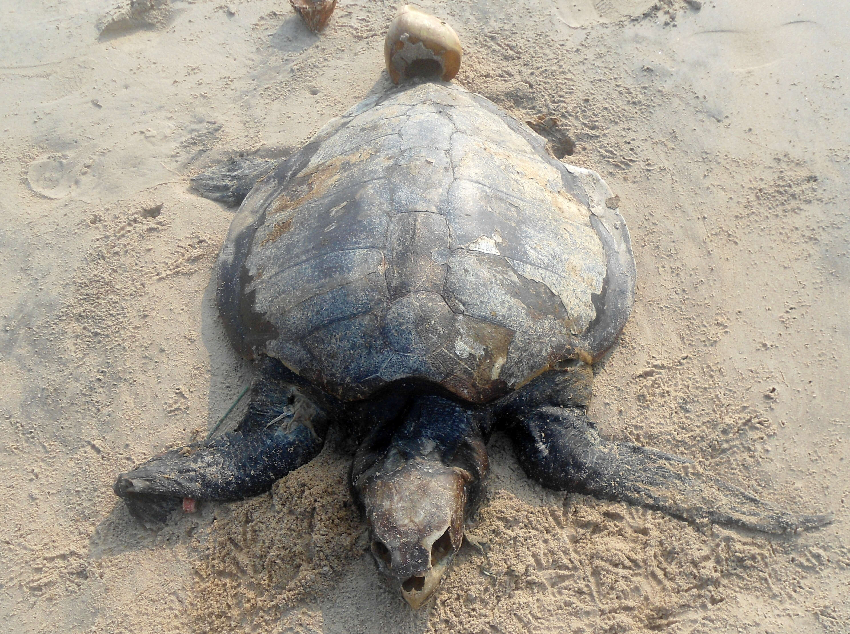 Image of Ridley sea turtles