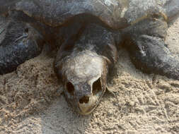 Image of Ridley sea turtles