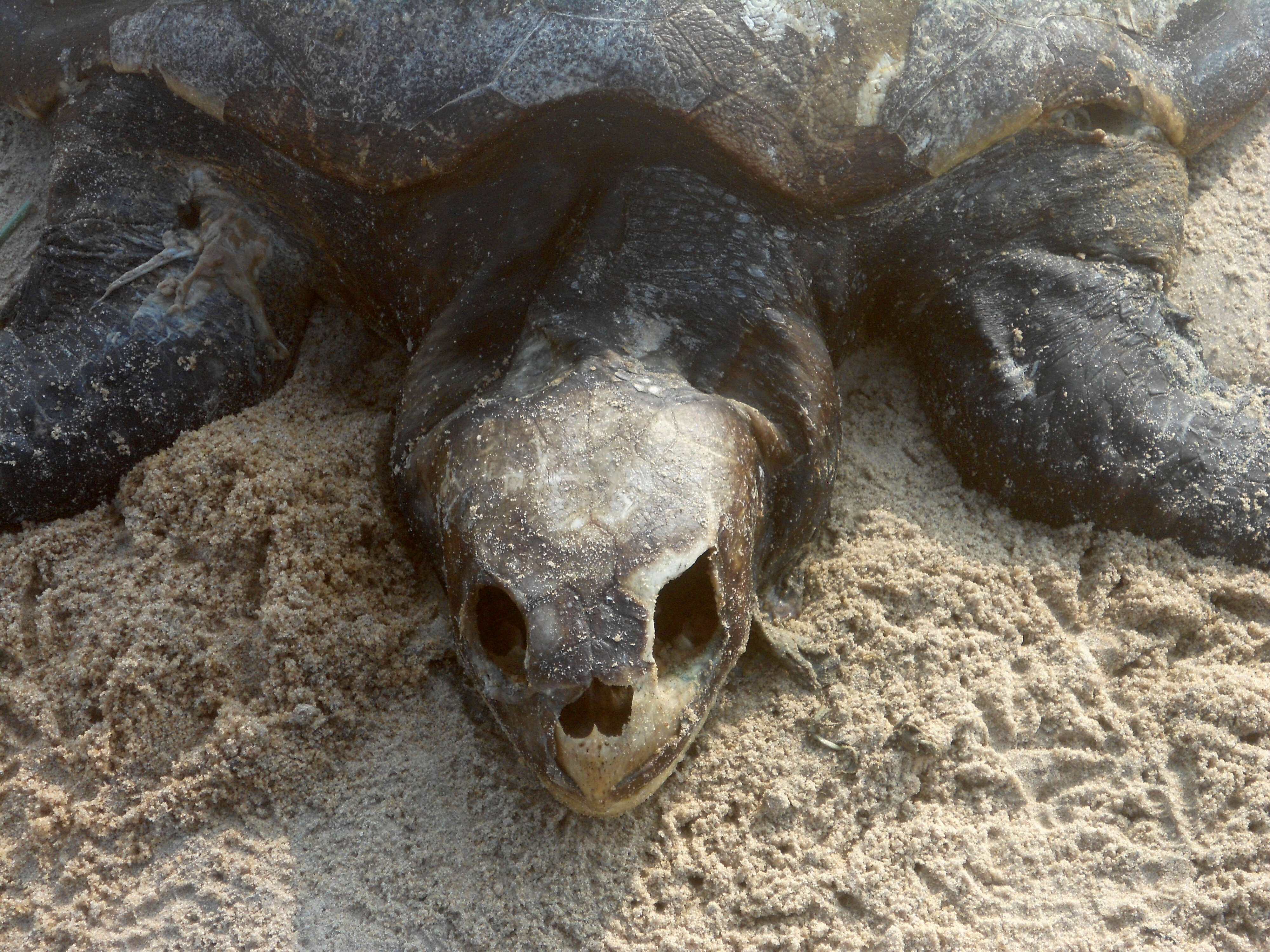 Image of Ridley sea turtles