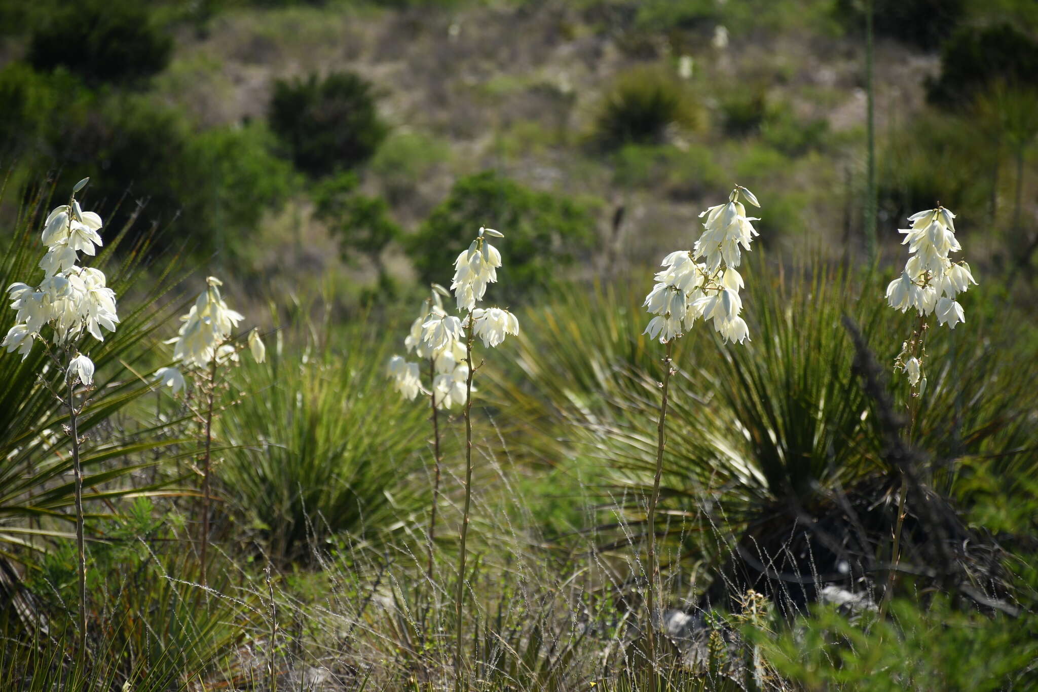 Image of San Angelo yucca