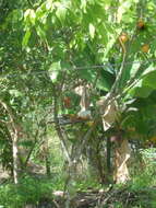 Image of Caatinga Cacholote