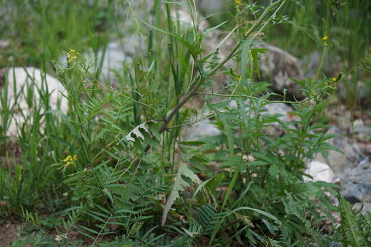 Plancia ëd Sisymbrium heteromallum C. A. Mey.