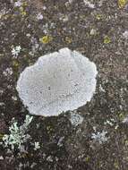 Image of rimmed lichen