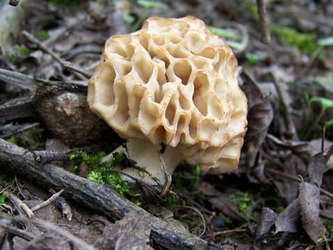 Image of Yellow Morel