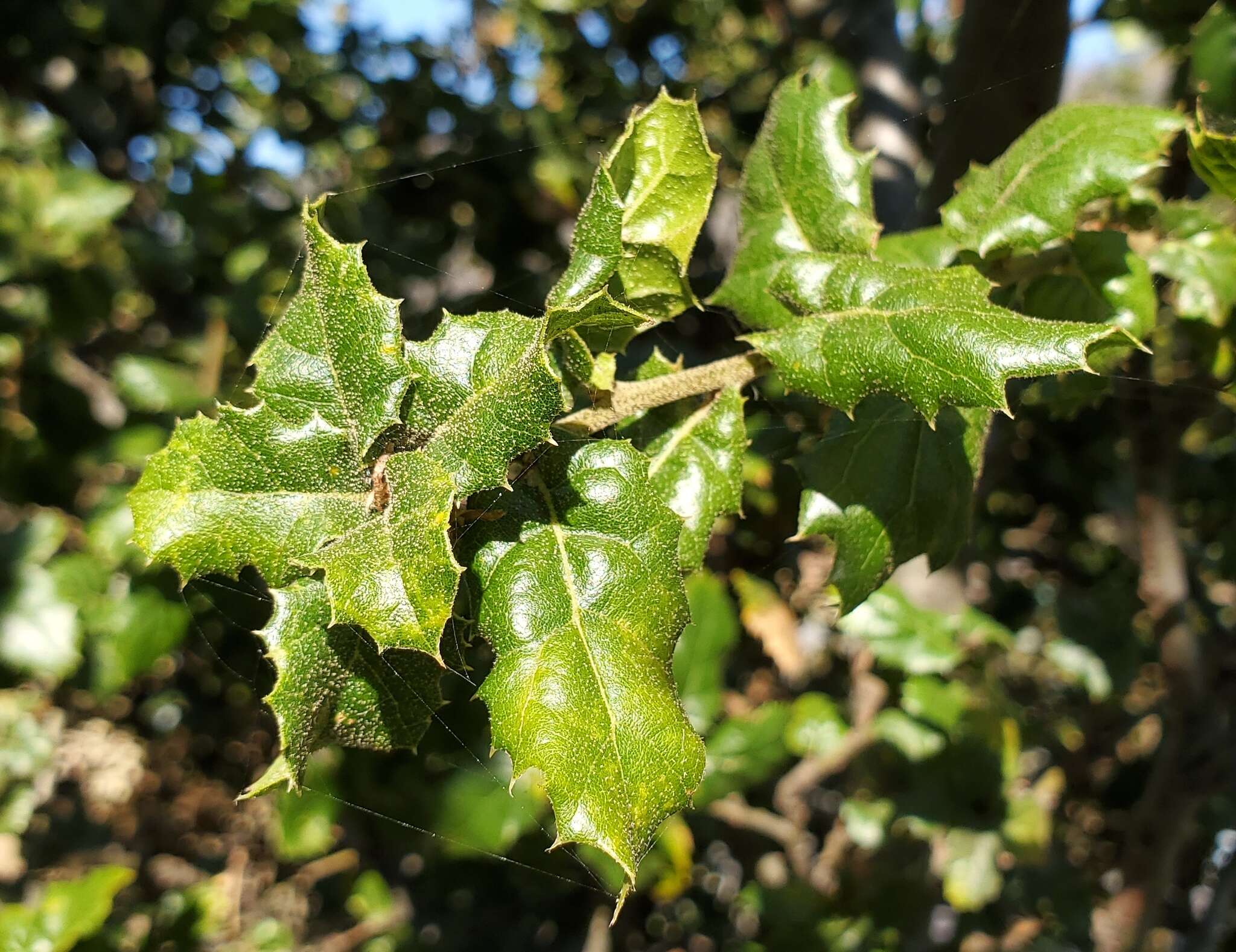 Cystotheca lanestris (Harkn.) Miyabe 1909的圖片