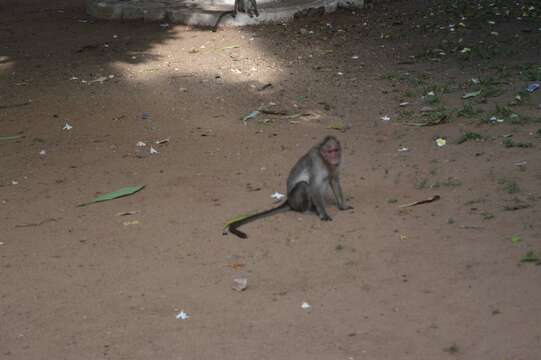 Image of Bonnet Macaque