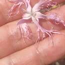 Image of Dianthus broteri Boiss. & Reuter