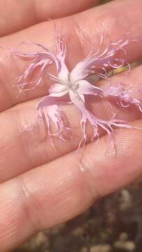 Image of Dianthus broteri Boiss. & Reuter